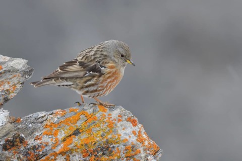 Alpine Accentor