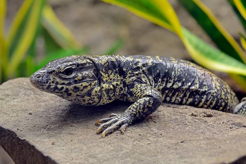 Argentine Black White Tegu