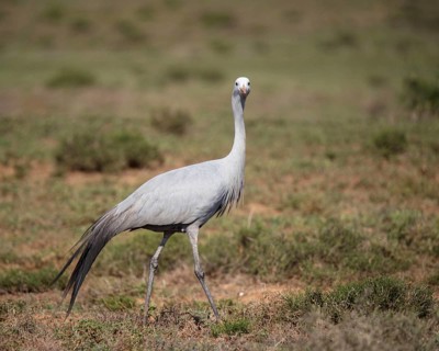 Blue crane