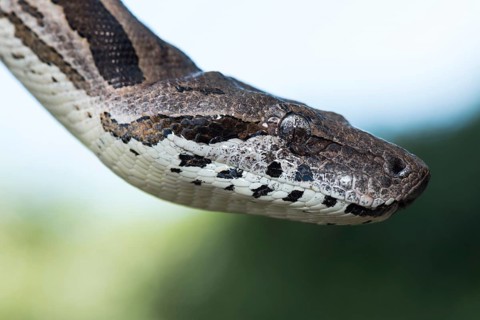 Southern Madagascarboa