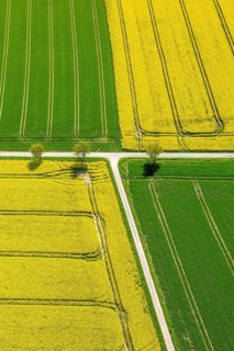 Rape fields on the city boundary between Warstein-Belecke and Anrochte-Erwitte
