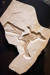 Skeleton of a short-tail landing bird Pterodactylus Mayor-Muller-Museum