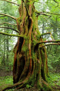 Dawn redwood