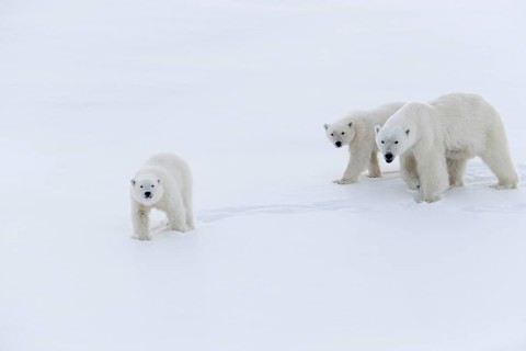 Polar bears