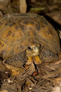 Bell's hinge-back tortoise