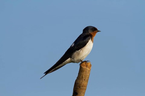Barn swallow