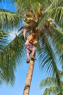 Young man harvesting coconuts