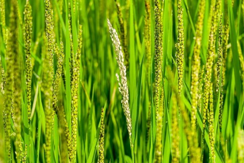 Rice panicles are growing high