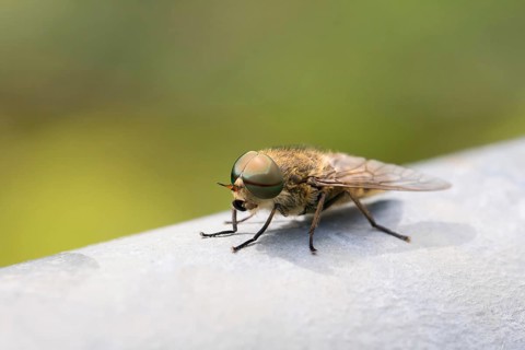 Common Horse Fly