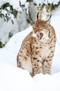Eurasian lynx
