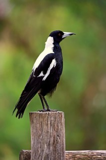 Australian magpie