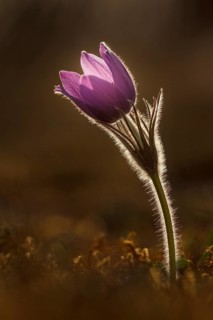 Pasque flower