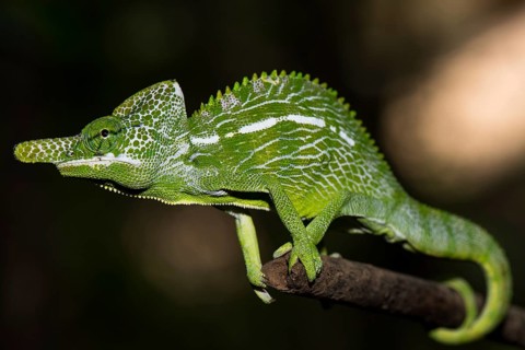 Labord's chameleon