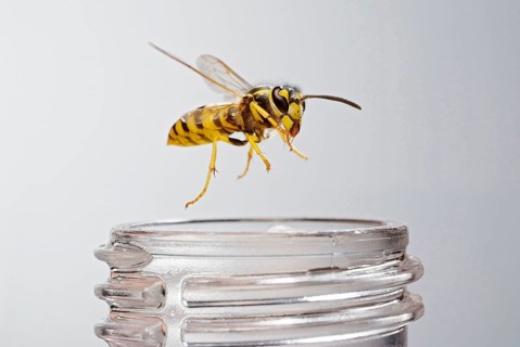 German wasp