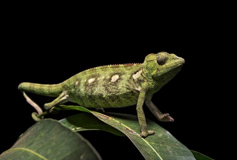 Malagasy giant chameleon