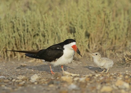 Black skimmer