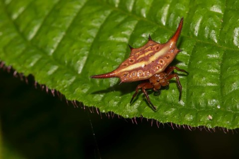 Female stirrup shell