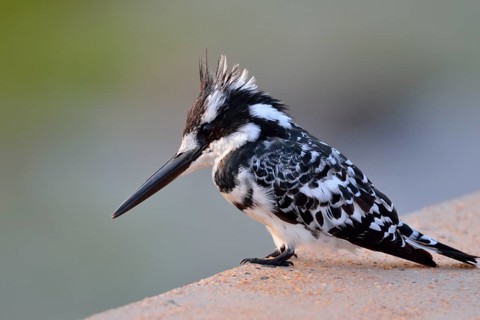 Pied Kingfisher