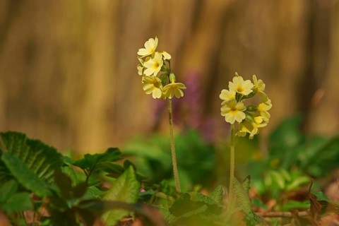 Oxlip or true oxlip