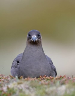 Long-tailed skua or long-tailed jaeger