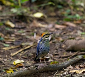 Blue pitta