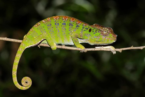 Labord's chameleon
