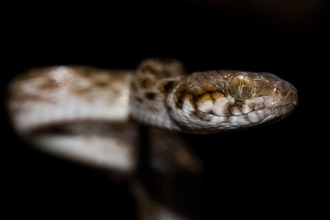 Madagascar Cat Snake