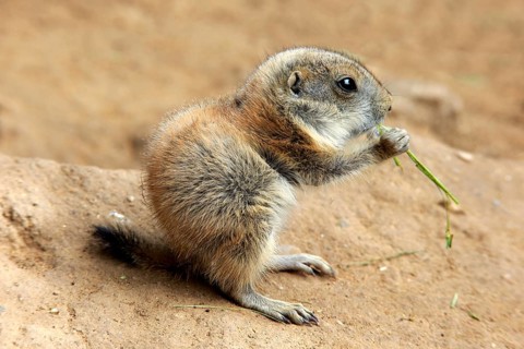Black-tailed prairie dog