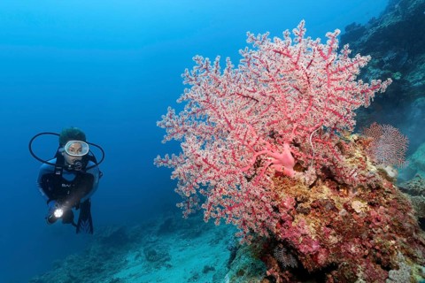 Diver looking at cherry blossom coral