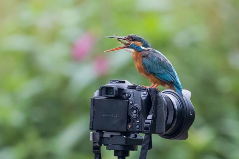 Common kingfisher