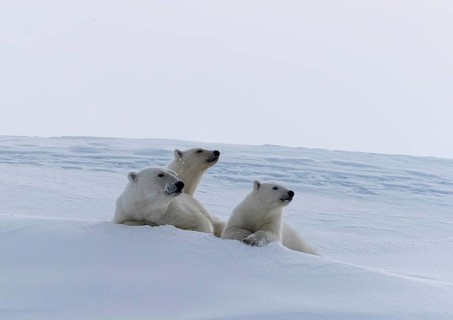 Polar bears