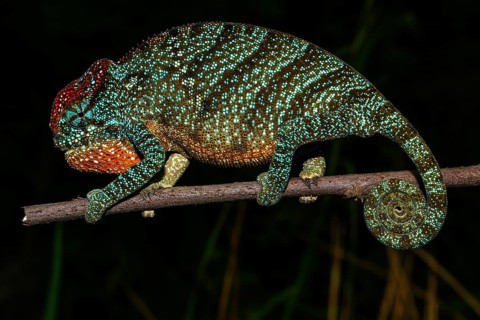 Pregnant female two-horned chameleon