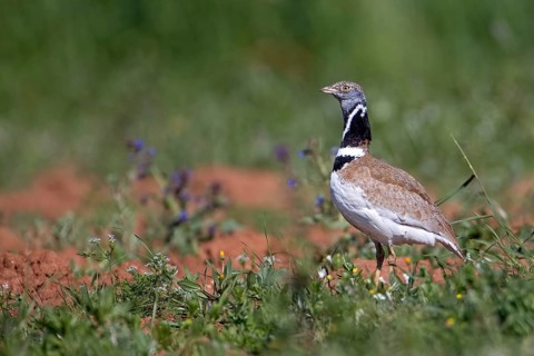 Male little bustard