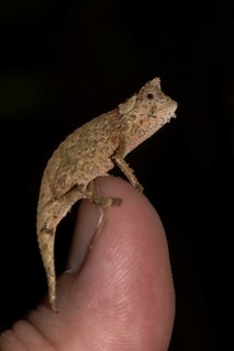 Brown leaf chameleon