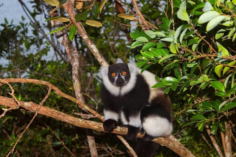 Black-and-white ruffed lemur