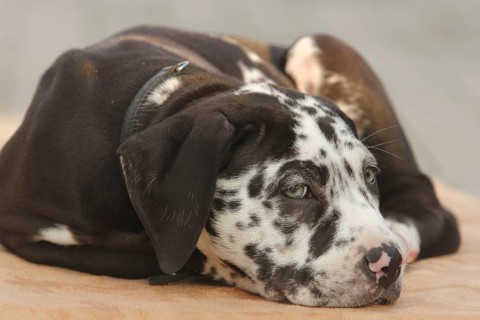 Mastiff laying on the floor