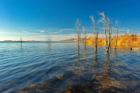 Geiseltalsee in autumn with dead trees in water