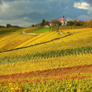 Vineyards in autumn