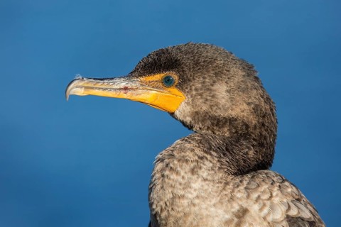 Double-crested cormorant