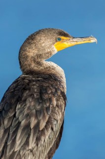 Double-crested cormorant
