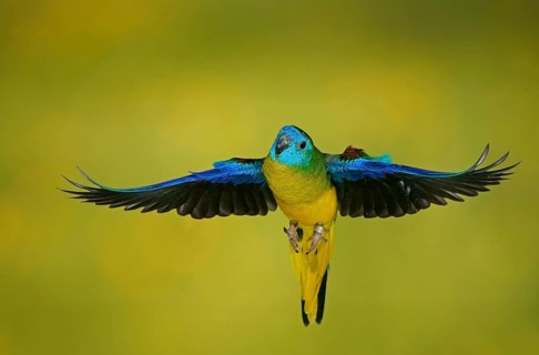 Turquoise parrot