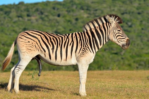 Burchell's zebra