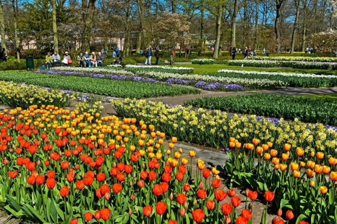 Colorful flower beds
