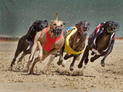 Greyhound race