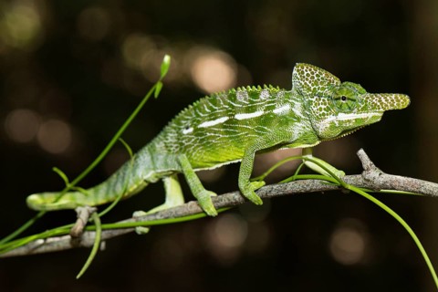 Labord's chameleon