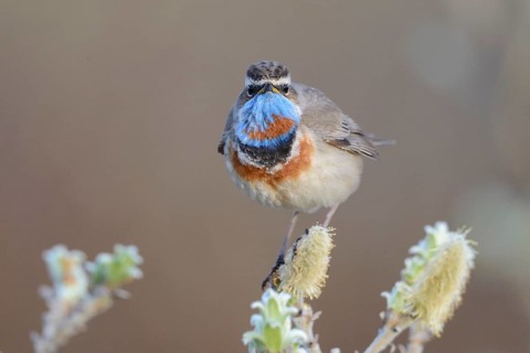 Red-spotted bluethroat