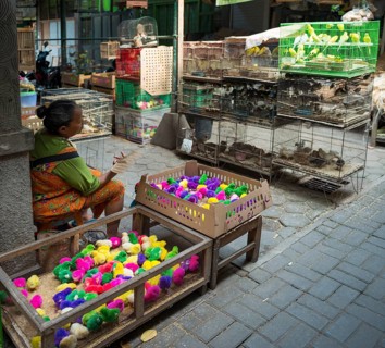 Colorfully colored chicks and bird cages with birds at sales stall
