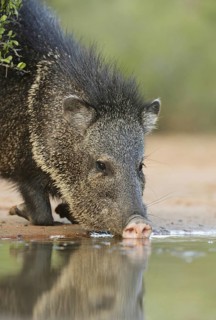 Collared Peccary