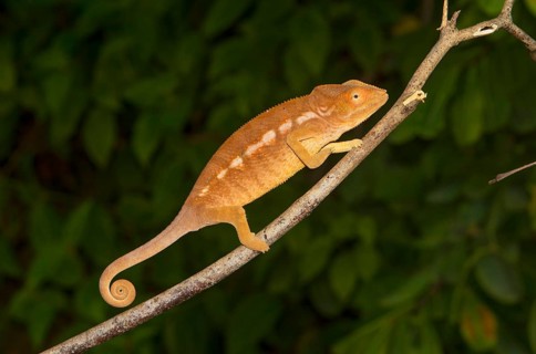 Panther chameleon