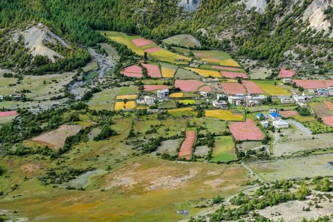 Agricultural landscape with blossoming pink buckwheat fields with Humde village